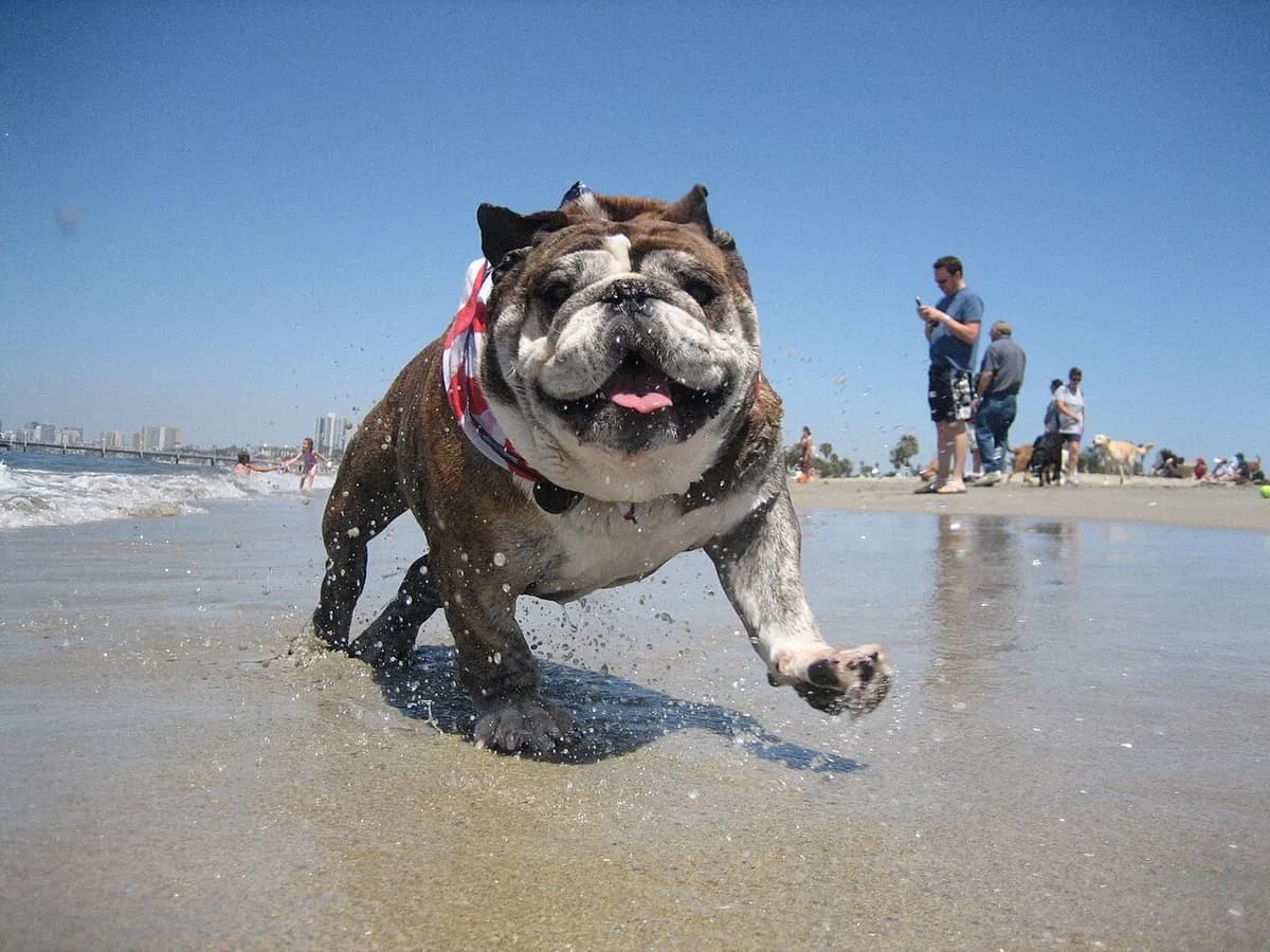 A bulldog running through the surf at Rosie's Dog Beach, Long Beach